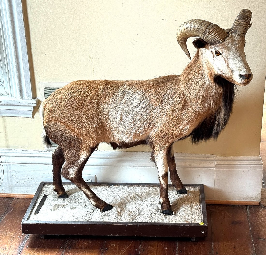 ANTIQUE TAXIDERMY MOUNTAIN GOAT, 43" X 19" X 34" (1 of 6)
