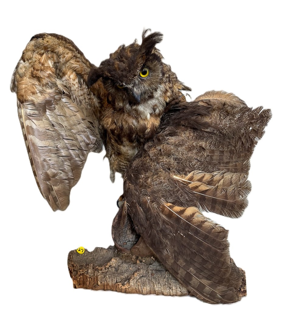 A LARGE VICTORIAN OWL TAXIDERMY FIGURE, 23" X 14" X 22" (1 of 8)