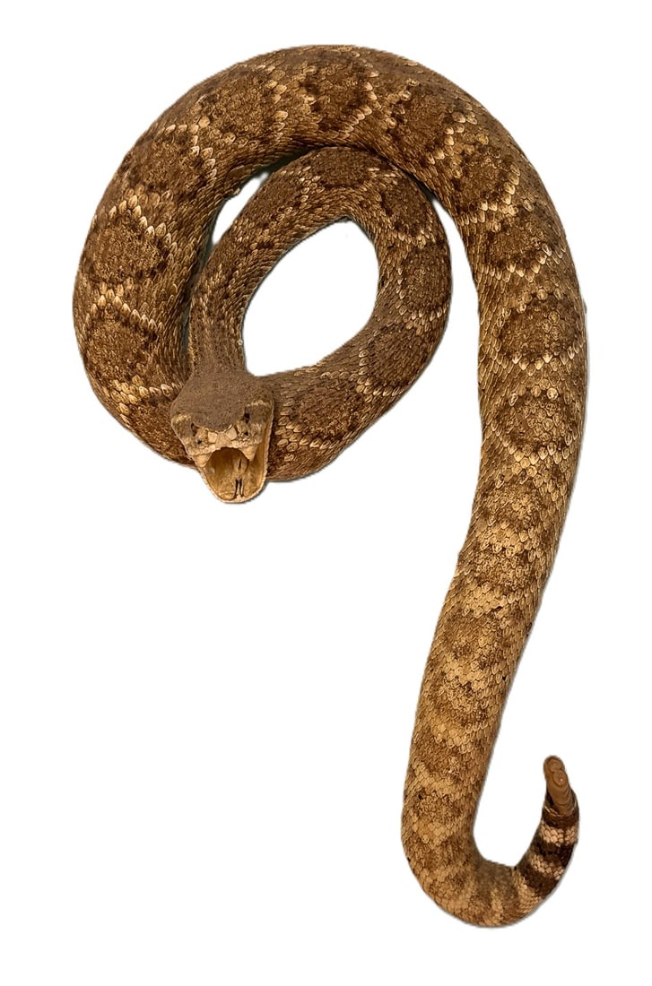 A TAXIDERMY RATTLE SNAKE, 13" X 9" (1 of 7)