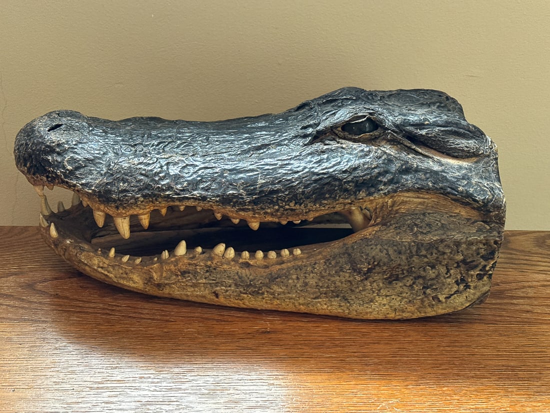 A TAXIDERMY CROCODILE HEAD, 16" X 7" X 9": A TAXIDERMY CROCODILE HEAD, 16" X 7" X 9"