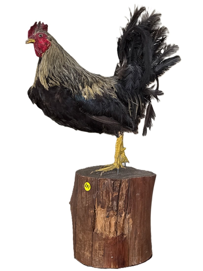 TAXIDERMY CHICKEN, 24" X 15" X 9" (1 of 6)