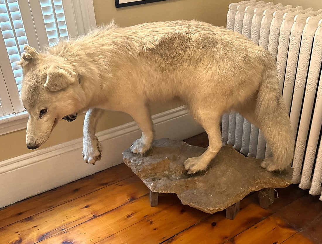 A VICTORIAN TAXIDERMY ARCTIC WOLF, 46" X 24" X 40" (1 of 9)