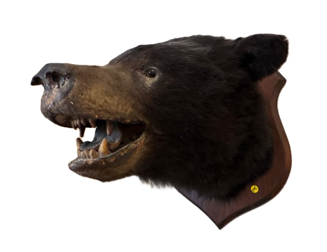 A VICTORIAN TAXIDERMY BLACK BEAR MOUNT, 21" X 16" X 14" (1 of 5)