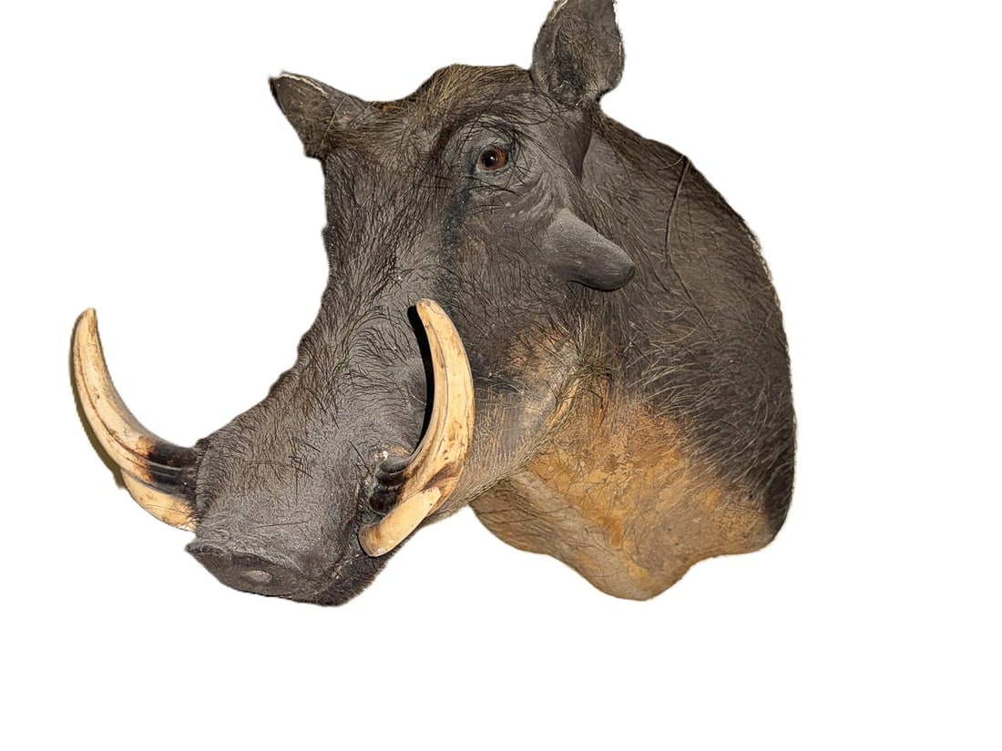 A WILD BOAR MOUNT, 14" X 19" X 19" (1 of 5)