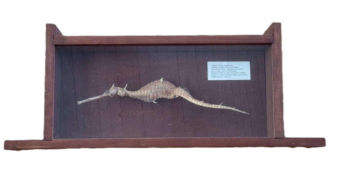 WEEDY SEA DRAGON SPECIMEN IN BOX, 24" X 10" BOX AND 14" X 3" SPECIMEN (1 of 6)