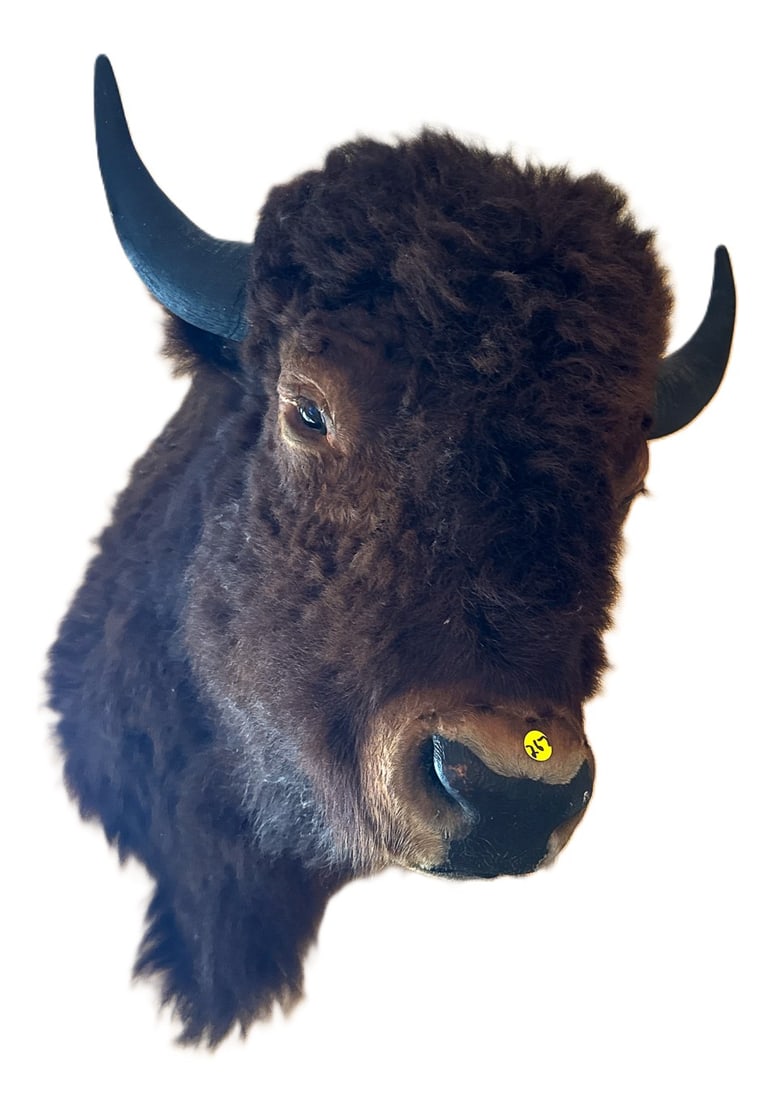 LARGE BISON MOUNT, 21" X 27" X 29" (1 of 4)