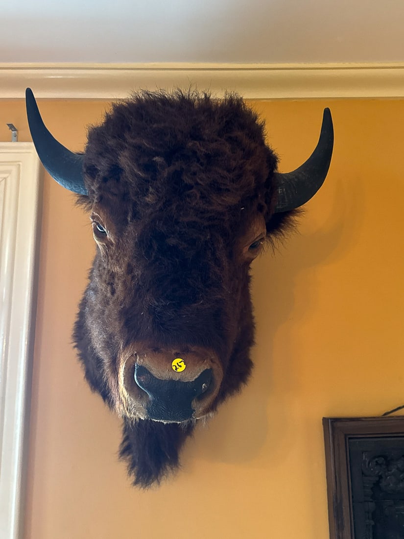 LARGE BISON MOUNT, 21" X 27" X 29" - 2