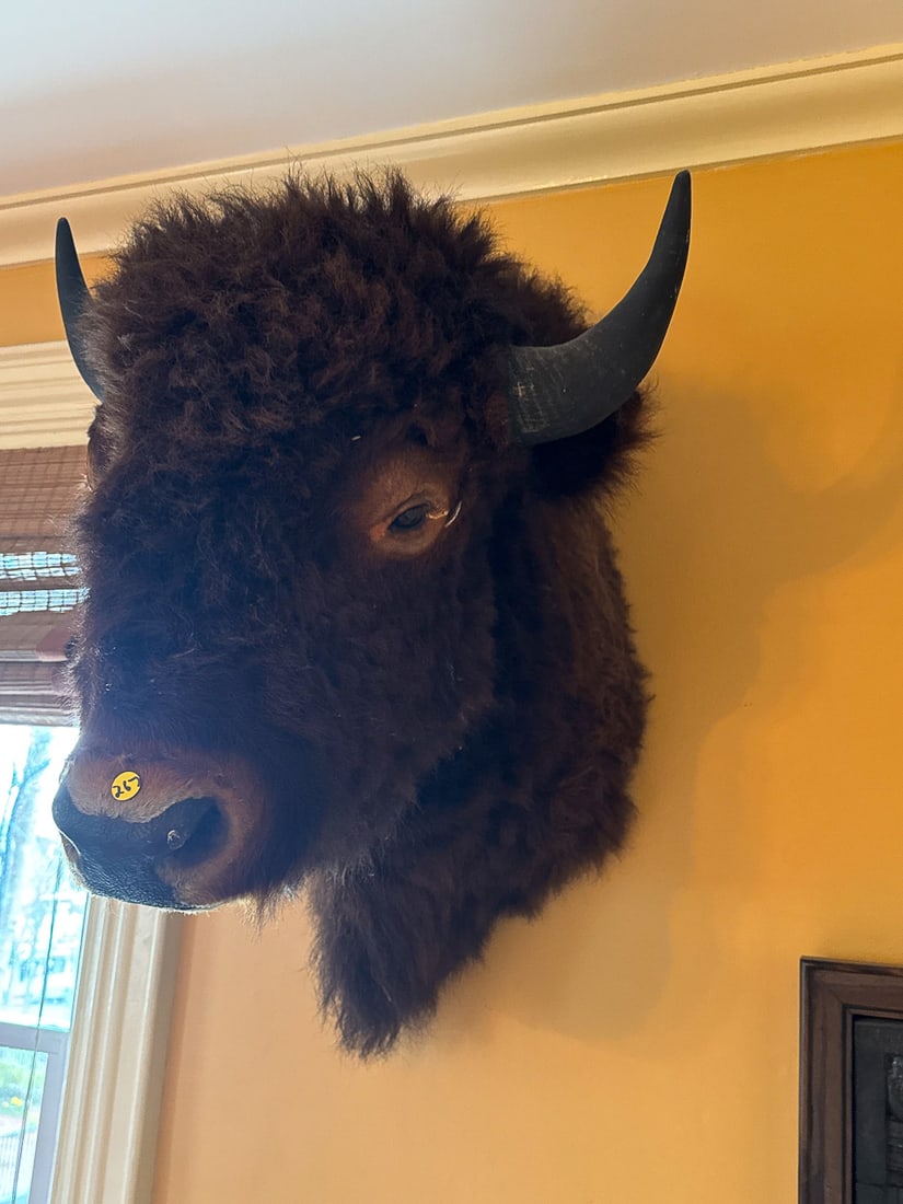 LARGE BISON MOUNT, 21" X 27" X 29" - 3