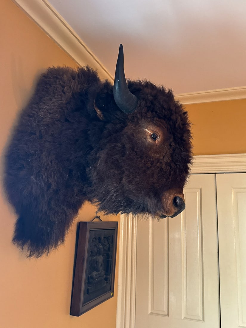 LARGE BISON MOUNT, 21" X 27" X 29" - 4