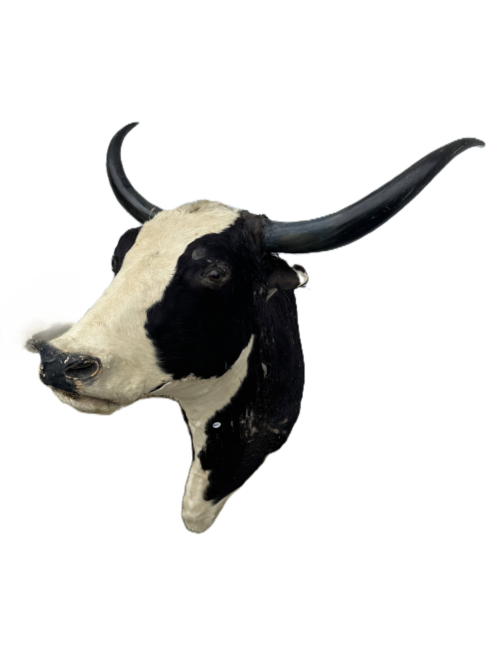 TAXIDERMY STEERE HEAD (1 of 3)
