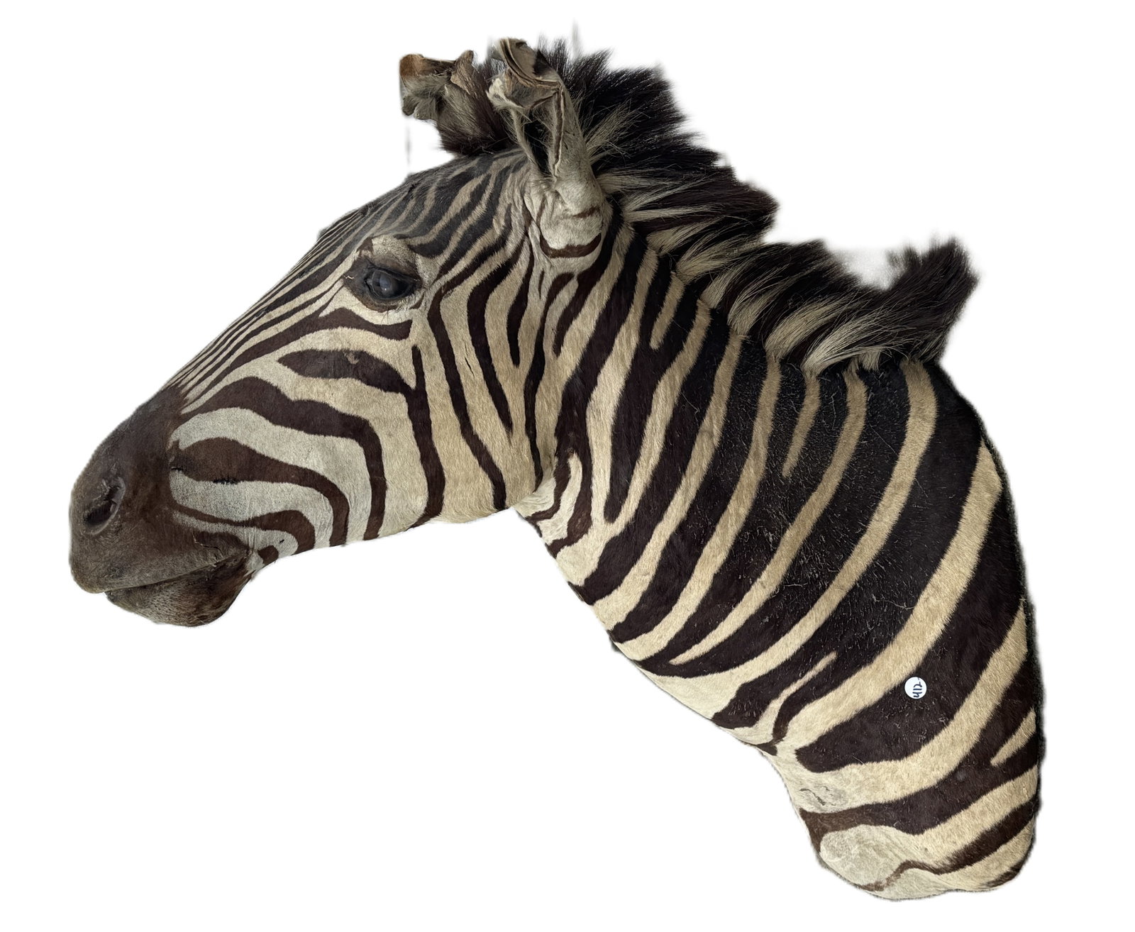 TAXIDERMY ZEBRA HEAD (1 of 7)