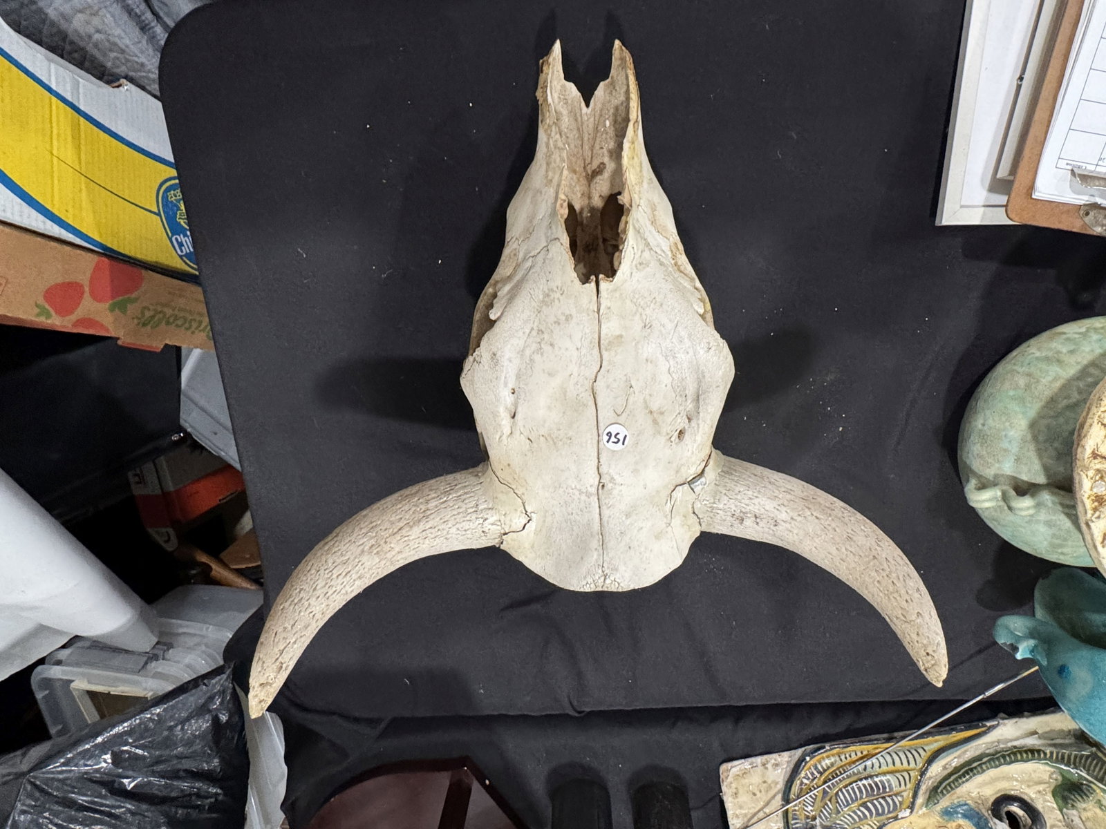 STEERE SKULL W/ HORNS (1 of 6)
