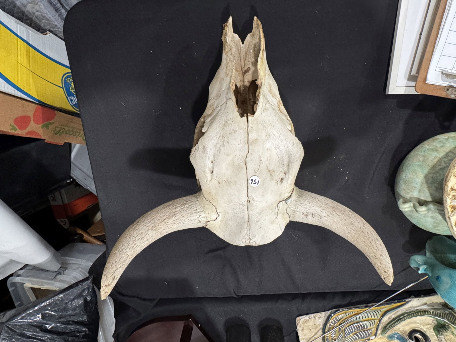 STEERE SKULL W/ HORNS 17" X 20" X 12" - 2