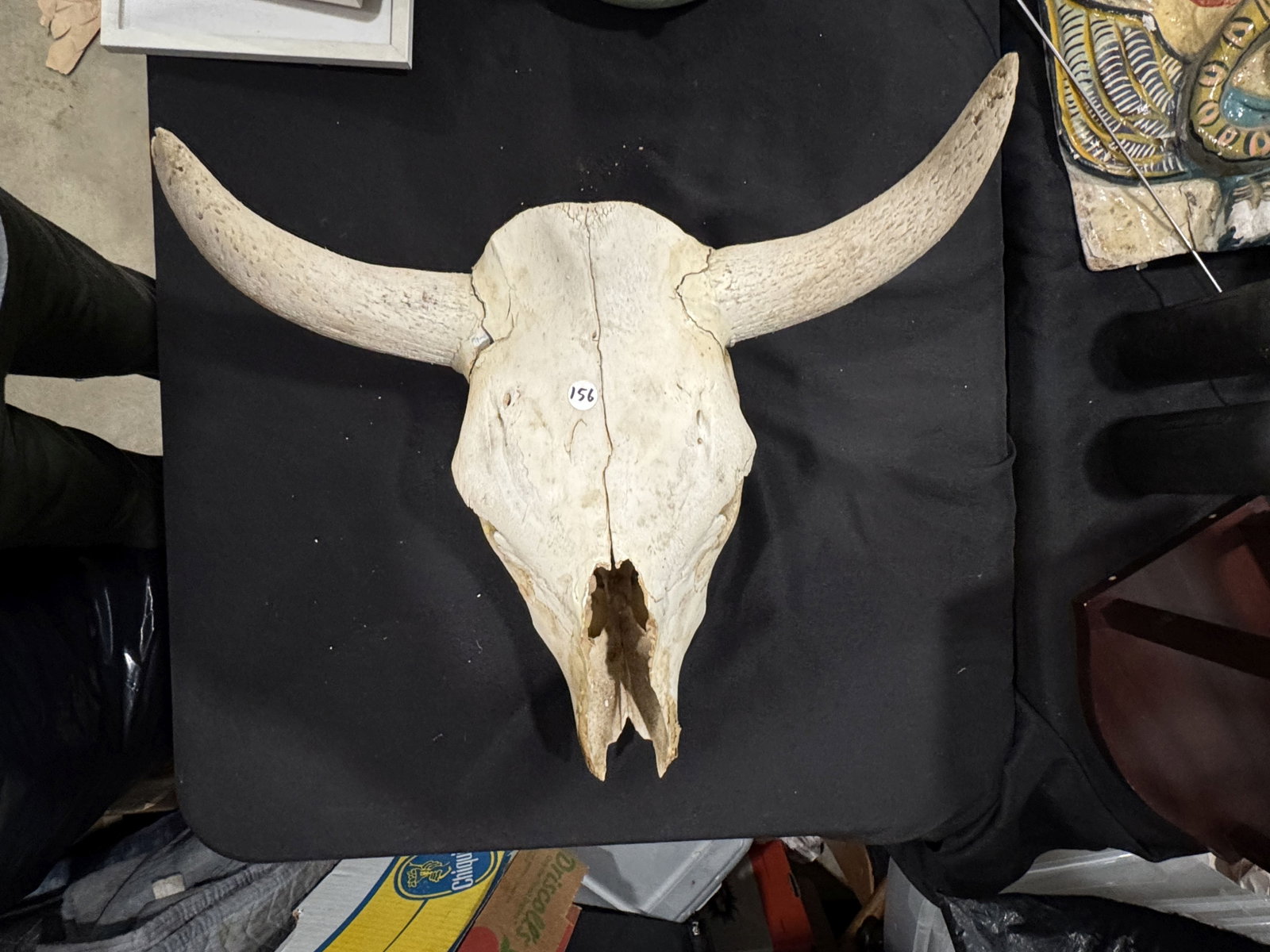 STEERE SKULL W/ HORNS 17" X 20" X 12" - 3