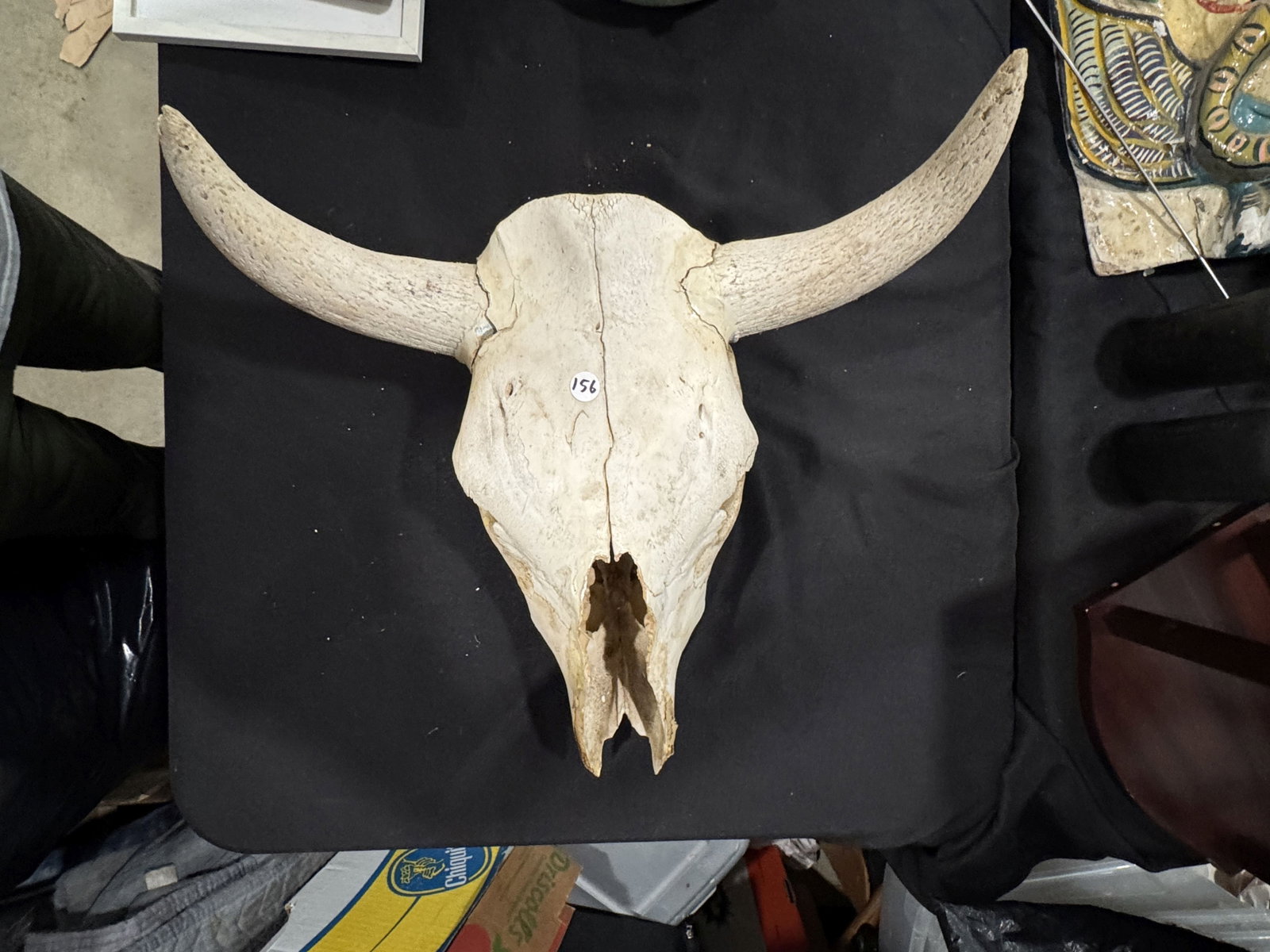 STEERE SKULL W/ HORNS 17" X 20" X 12" - 4