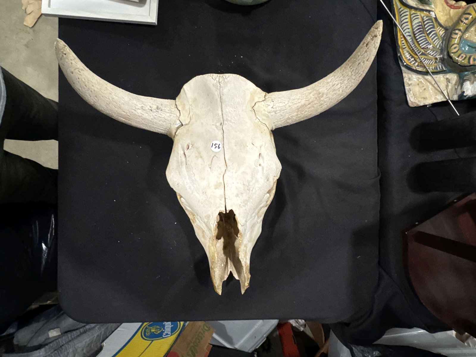 STEERE SKULL W/ HORNS 17" X 20" X 12" - 5