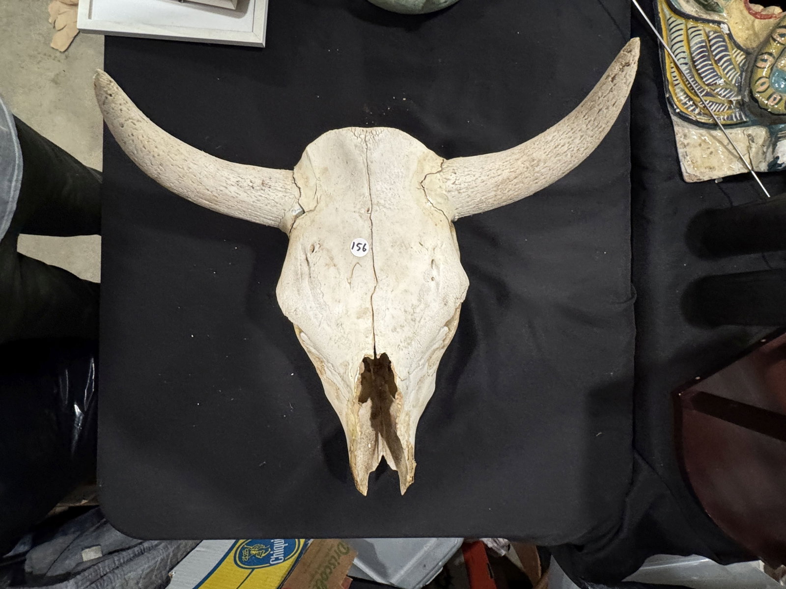 STEERE SKULL W/ HORNS 17" X 20" X 12" - 6