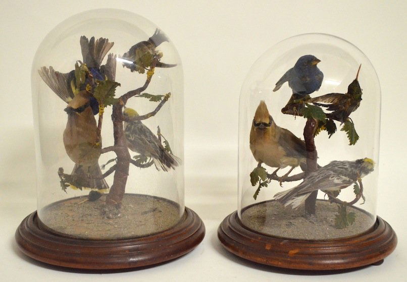 Pair of Museum Quality Antique Taxidermy Bird Topiaries: Pair of Museum Quality Antique Taxidermy Bird Topiaries. Head of one bird detached, included (pictured). 10'' and 12'' high.