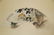 Chinese watercolor Fan Painting - 2
