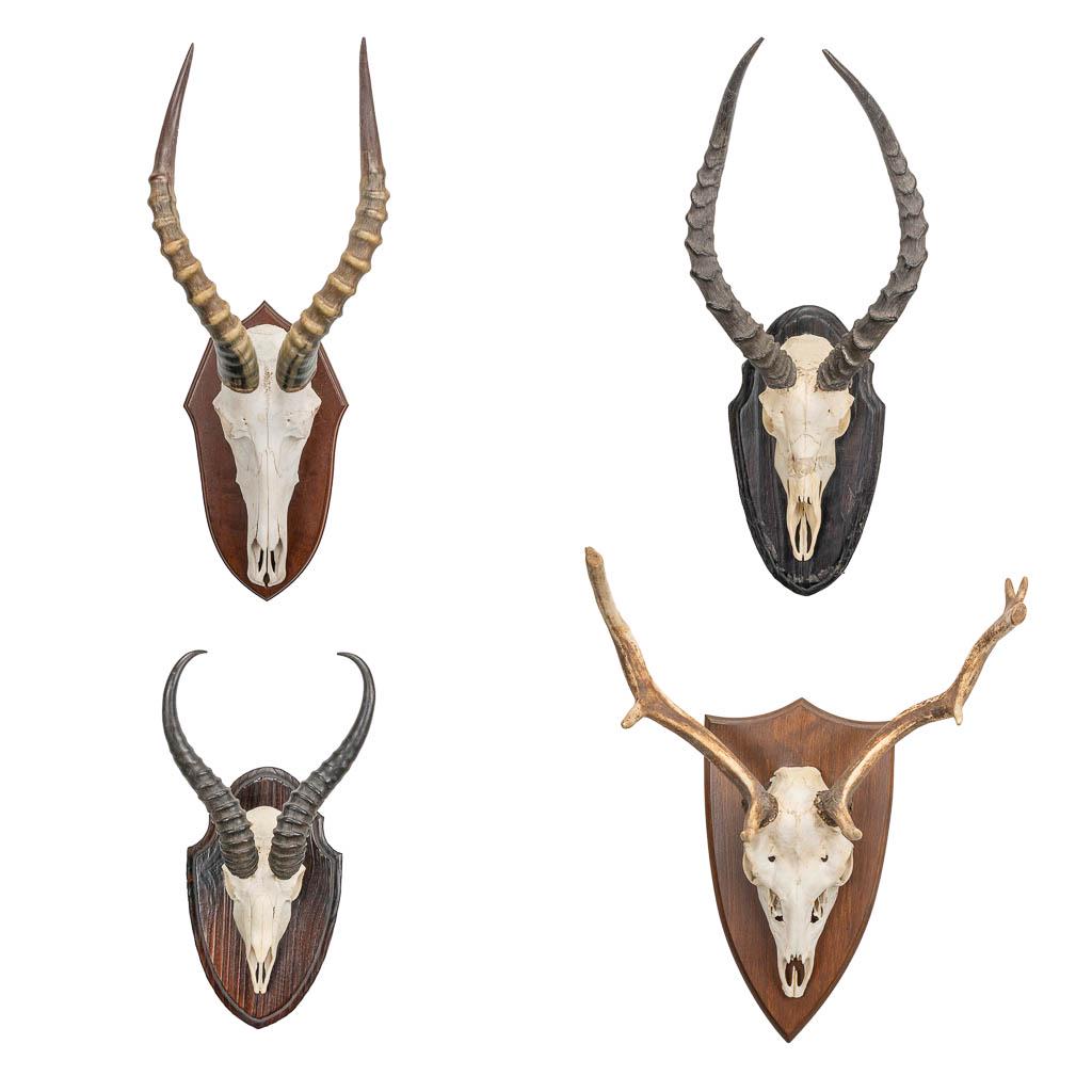 A collection of 4 ram and a deer skulls, mounted on: A collection of 4 ram and a deer skulls, mounted on wood. (26 x 27 x 64 cm)