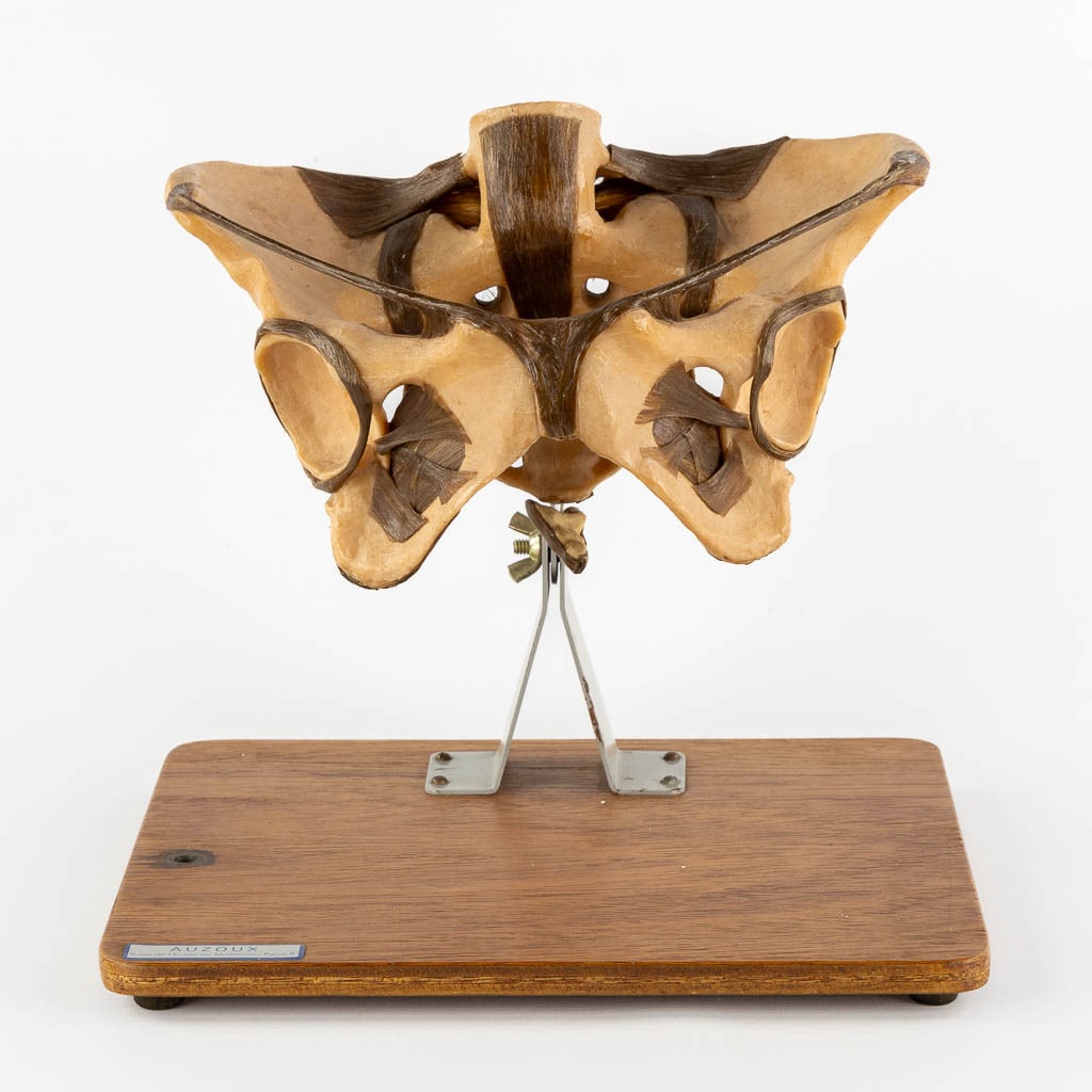 Auzoux Ecole De Medicine 'Anatomical Model of a Pelvis'. (L:26 x W:30 x H:28,5 cm) (1 of 12)