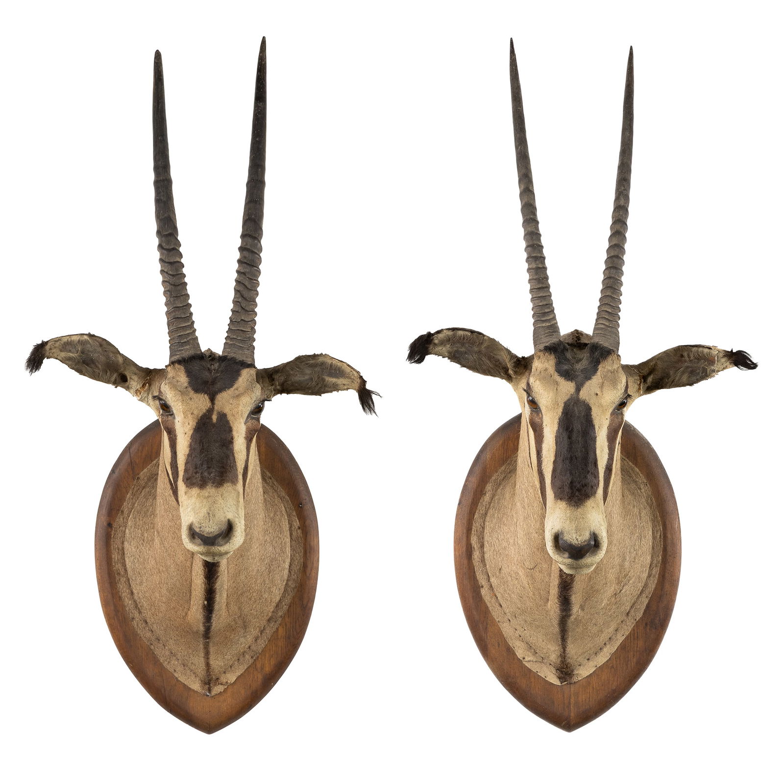 Taxidermy, A Pair of Heads and Horns of an Oryx.: Taxidermy, A Pair of Heads and Horns of an Oryx. Mounted on wooden panels.Partially to be restored.