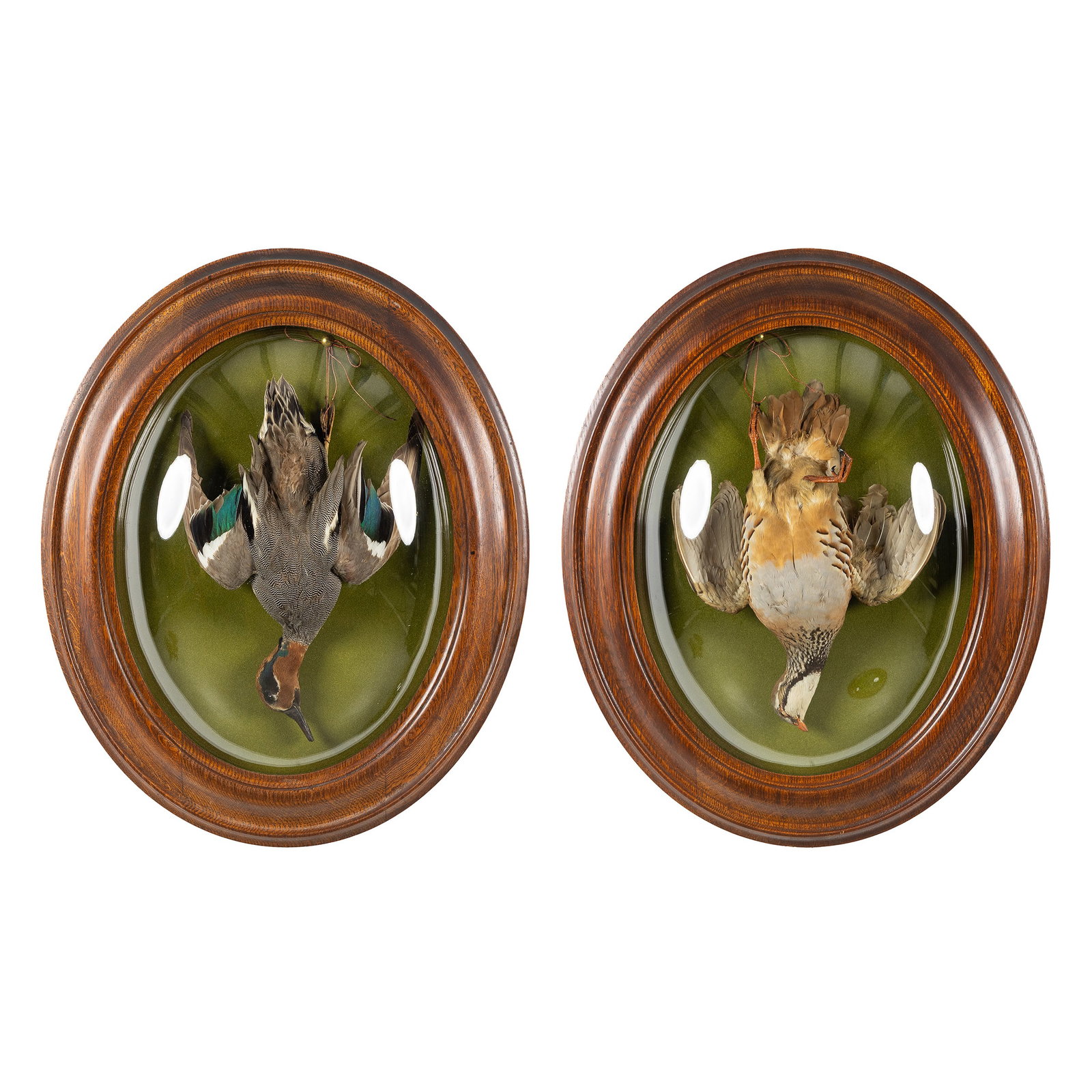 Taxidermy, a pair of 'Nature Morte' frames with game, Common Teal and Red-legged Partridge. (1 of 6)