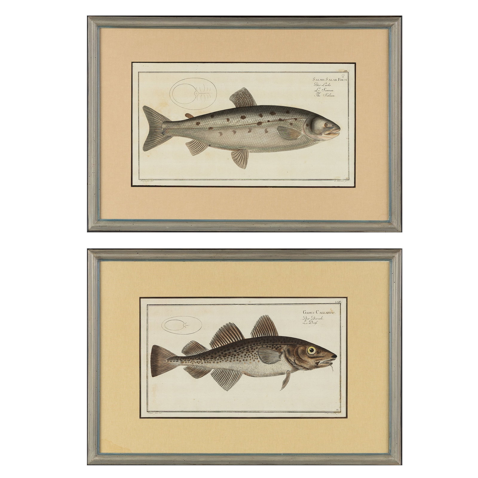 Gabriel II Bodenehr (1705-1792) Gadus Callarias' and 'Salmo Salar', two hand-coloured engravings wit (1 of 14)