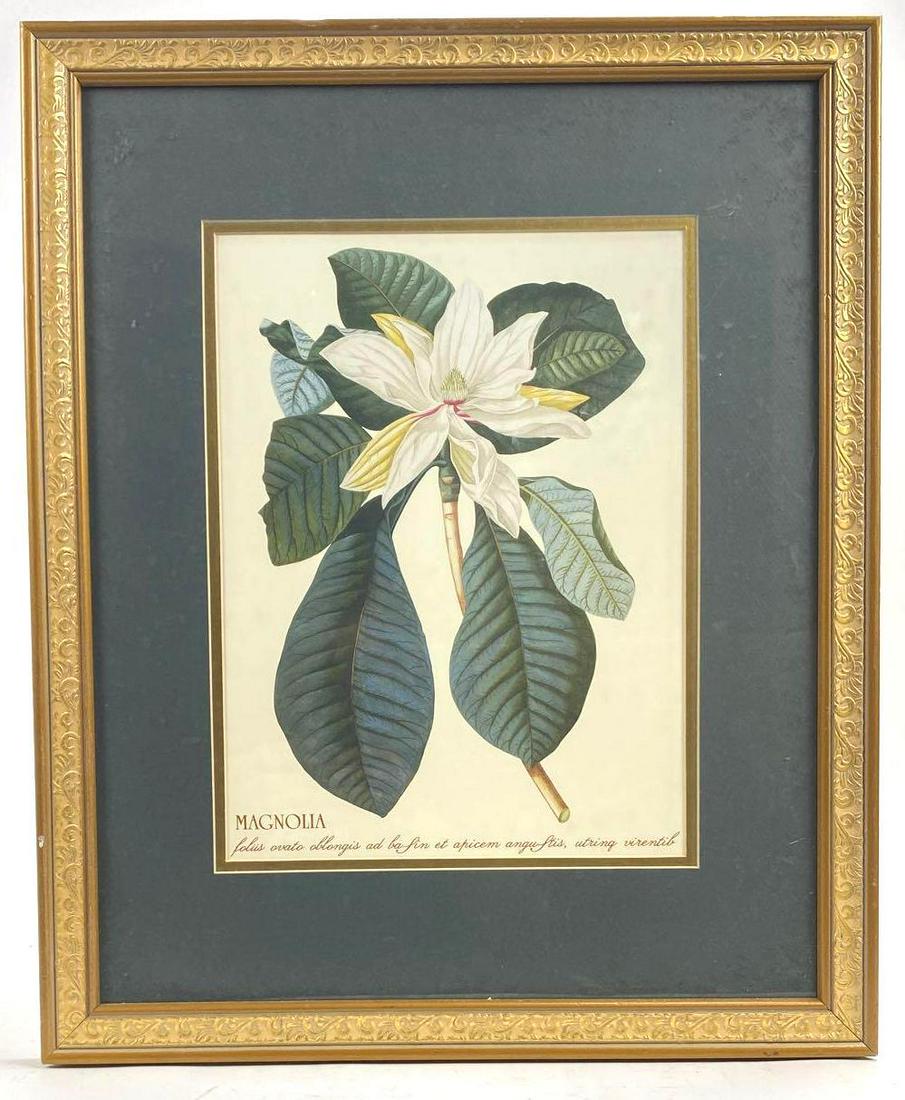 George Ehret (1708-1770, Magnolia Folis (1 of 3)