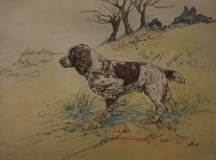 Henry Wilkinson, English Springer (1 of 7)