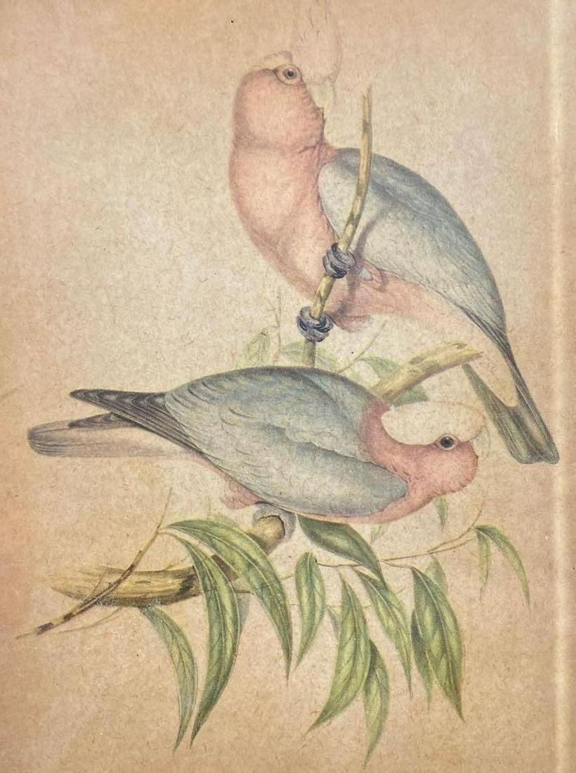 J. Gould, Exotic Birds (1 of 4)