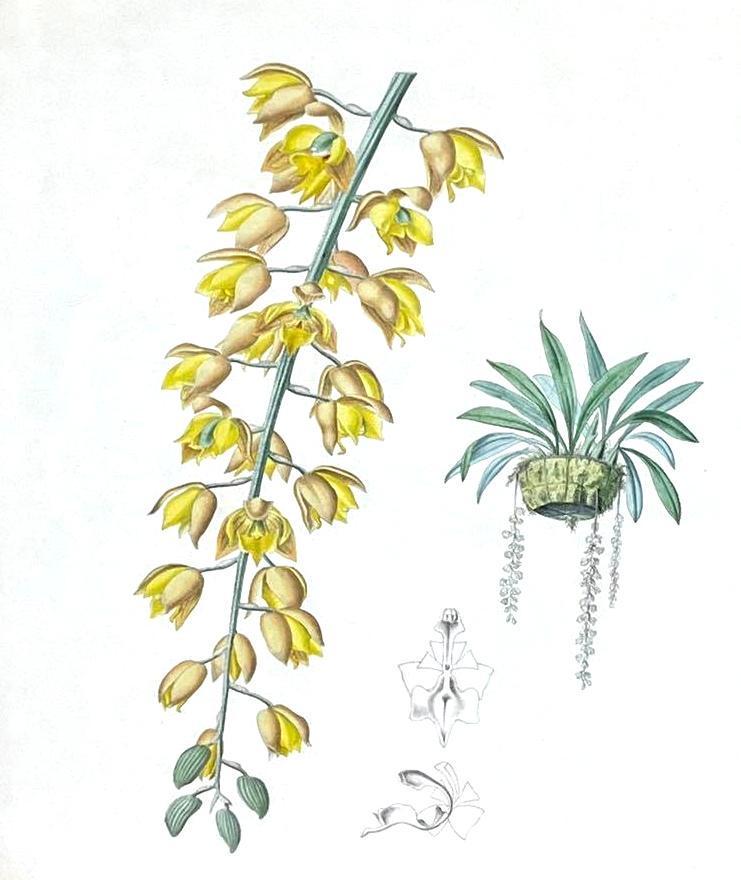 F. Detolleraere, Cycnoches Pescatorei (1 of 5)