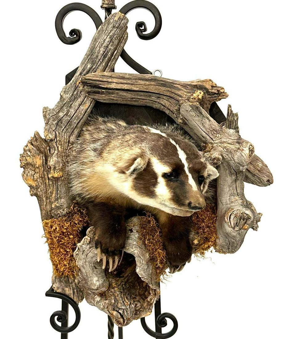 Peeking Badger Taxidermy on Mount: Peeking Badger Taxidermy on Mount. The mount measures about 15 in. wide by 21 in. long by 5 1/2 in. deep. The badger measures 10 1/4 in. deep by 8 3/4 in. wide by 10 in. long.