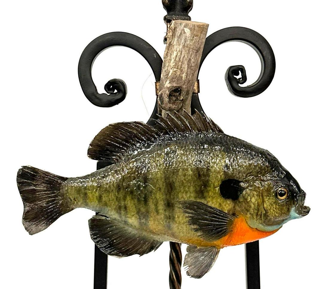 Bluegill Fish Taxidermy on a Wood Mount (1 of 9)