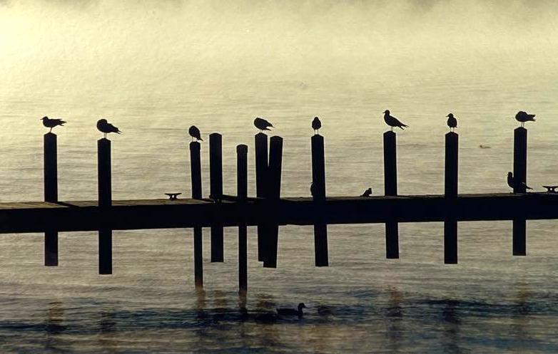 Roger Leaton, Dock Birds (1 of 8)