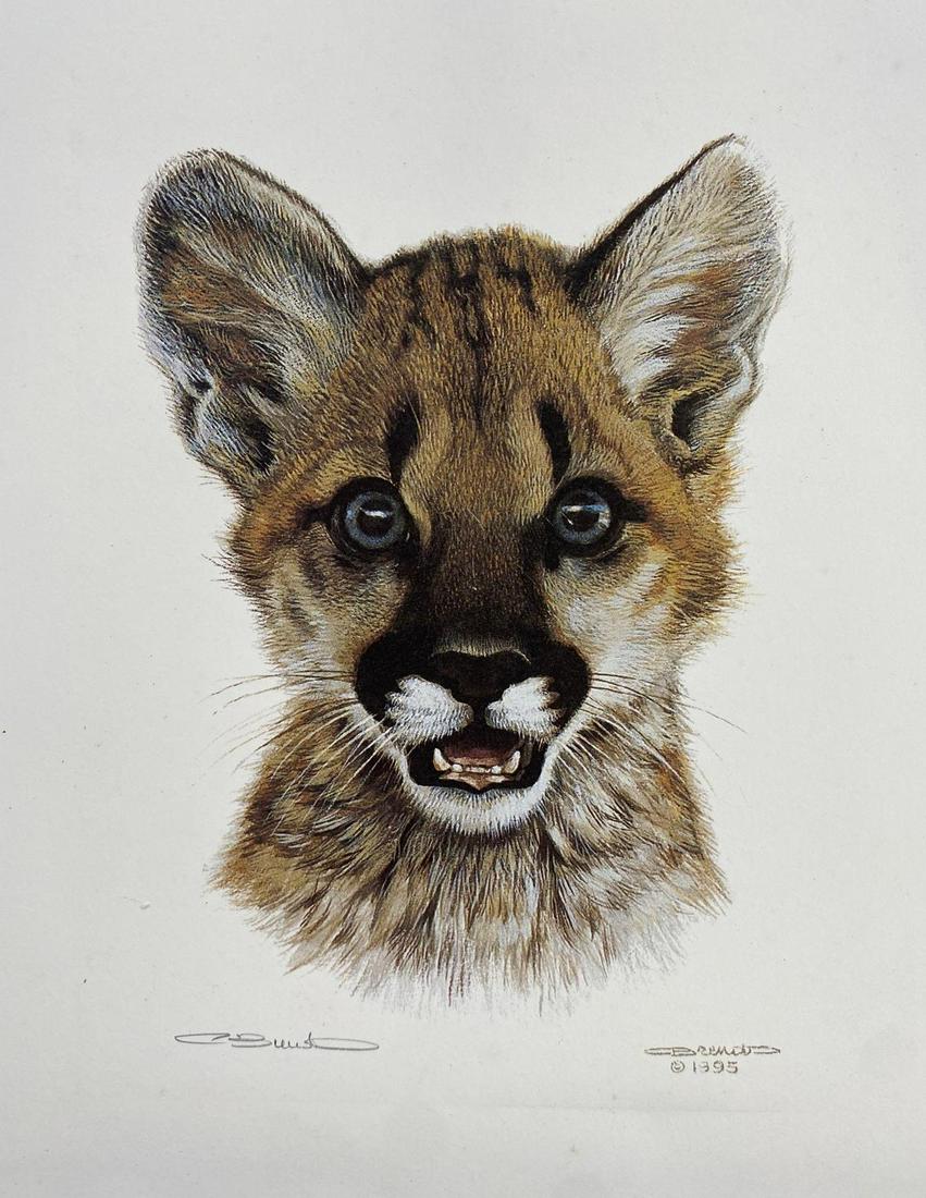Carl Brenders, Cougar Cub Study, 1995: Carl Brenders, Cougar Cub Study, 1995 Origin: American Medium: Print Dimensions: Print is 8 x 10 inches overall. Condition: Good Additional Information: Detailed print of young cougar. hand signed at 