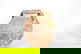 item-209410126=1