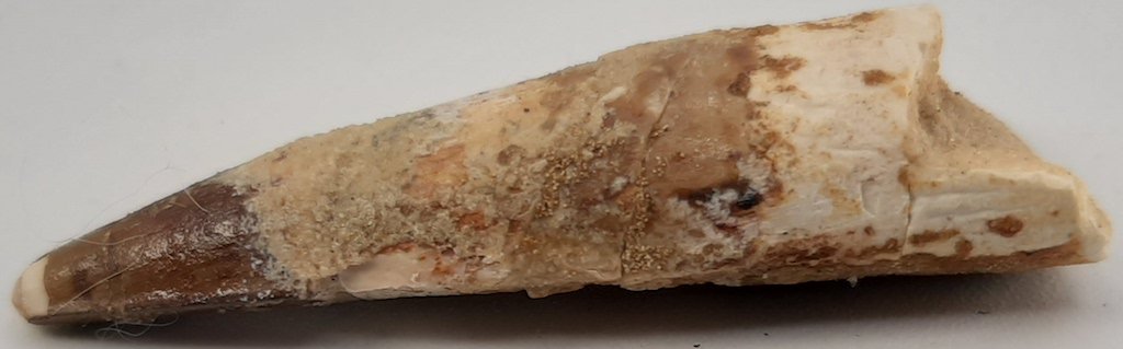 T REX DINOSAUR 90 MILLIONS YEARS OLD TOOTH FOSSILE WOW: AN AMAZING PIECE TO OWN!!! A 100% ORIGINAL T REX AREA DINOSAUR TOOTH, ALMOST INTACT.