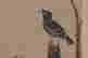 item-131944687=4