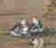 item-131944985=5