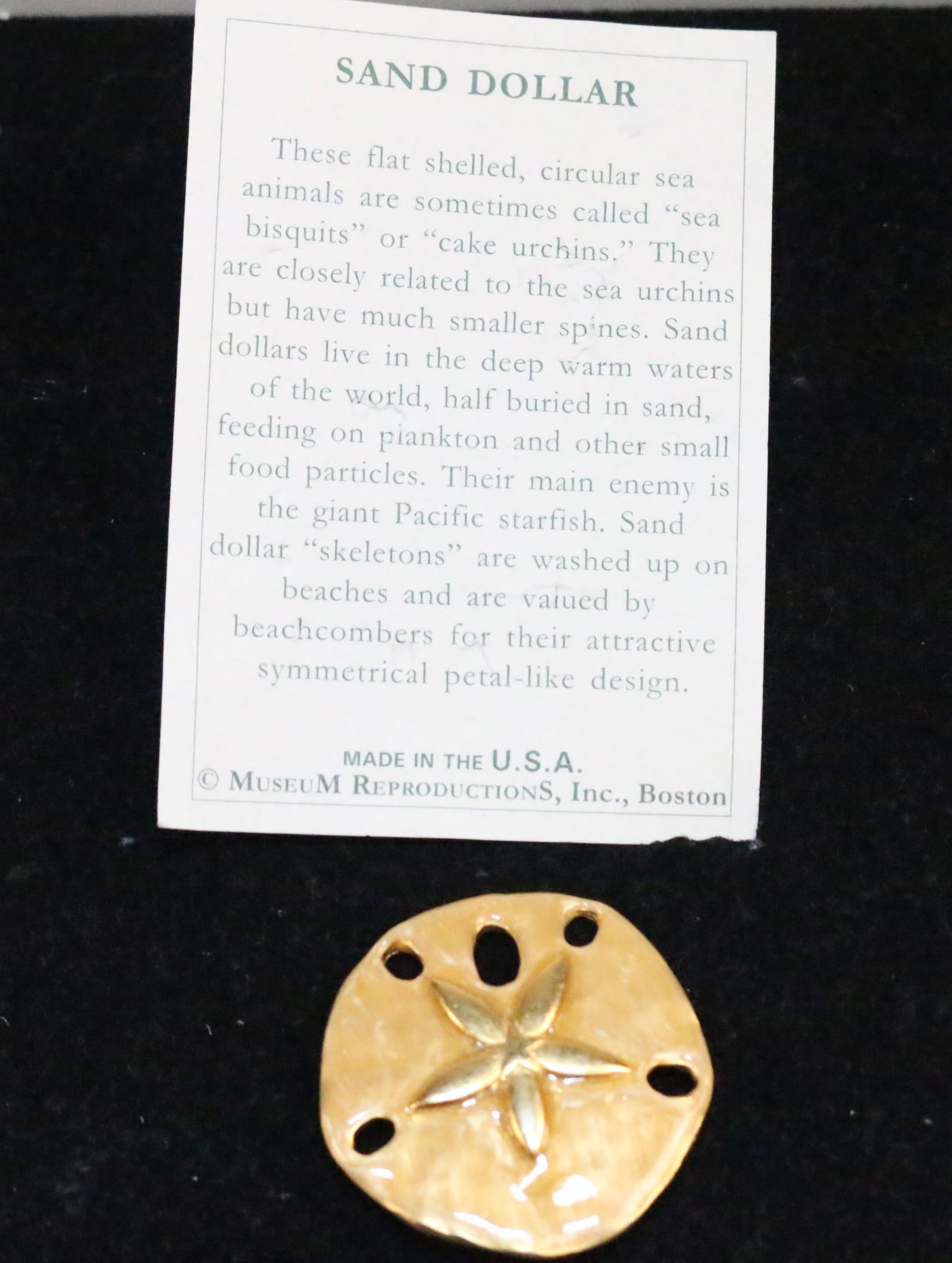 Museum The Nature Collection Sand Dollar Brooch NEW (1 of 4)