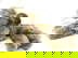 item-208729562=3