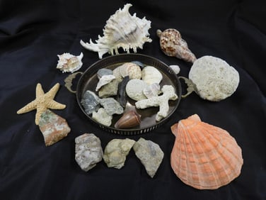 Huge lot of seashells and treasures including gold tray