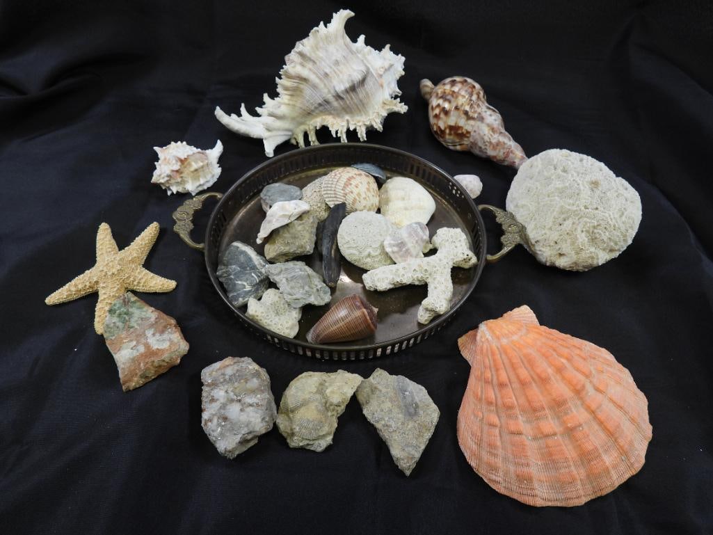 Huge lot of seashells and treasures including gold tray (1 of 8)