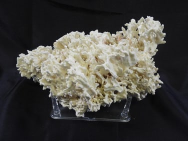 Large 10" Natural White Coral on stand