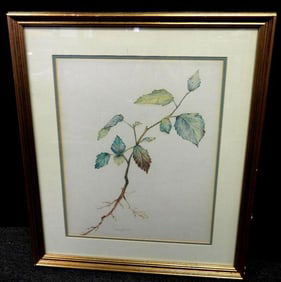 Vintage framed water color depicting a plant Claire Morris 1959
