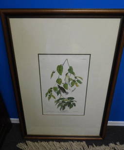 Autumnal Warbler framed print by John James Audubon: Autumnal Warbler framed print by John James Audubon in brown frame approx. 30" x 43.75", small tears in backing (see photos)