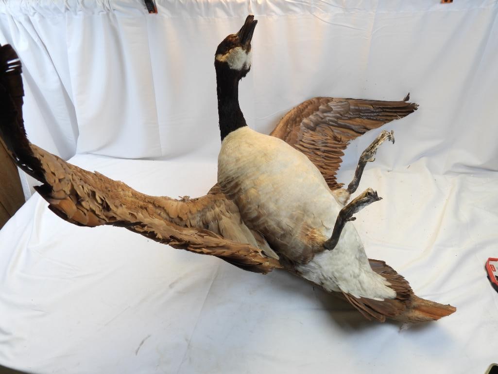 Taxidermy mount of a Canada Goose on wooden base: Taxidermy mount of a Canada Goose on wooden base, just needs to be cleaned up, approx. 33" wide by 26" tall