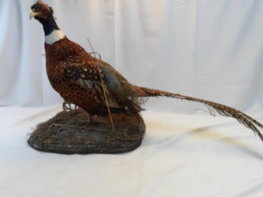 Taxidermy mount of a Ring-Necked Pheasant on base