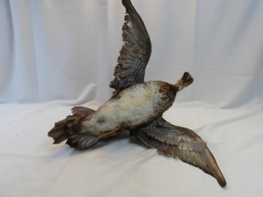 Taxidermy mount of a Peregrine Falcon on wood